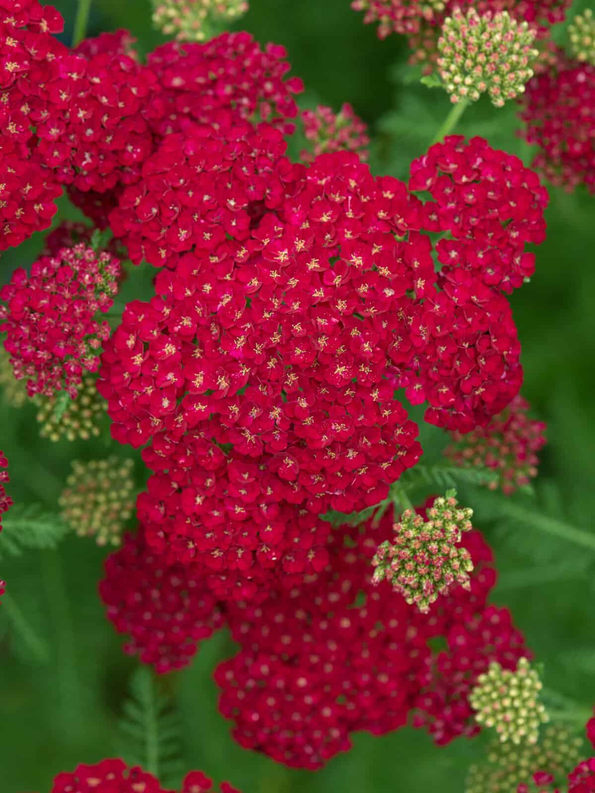 Achillea