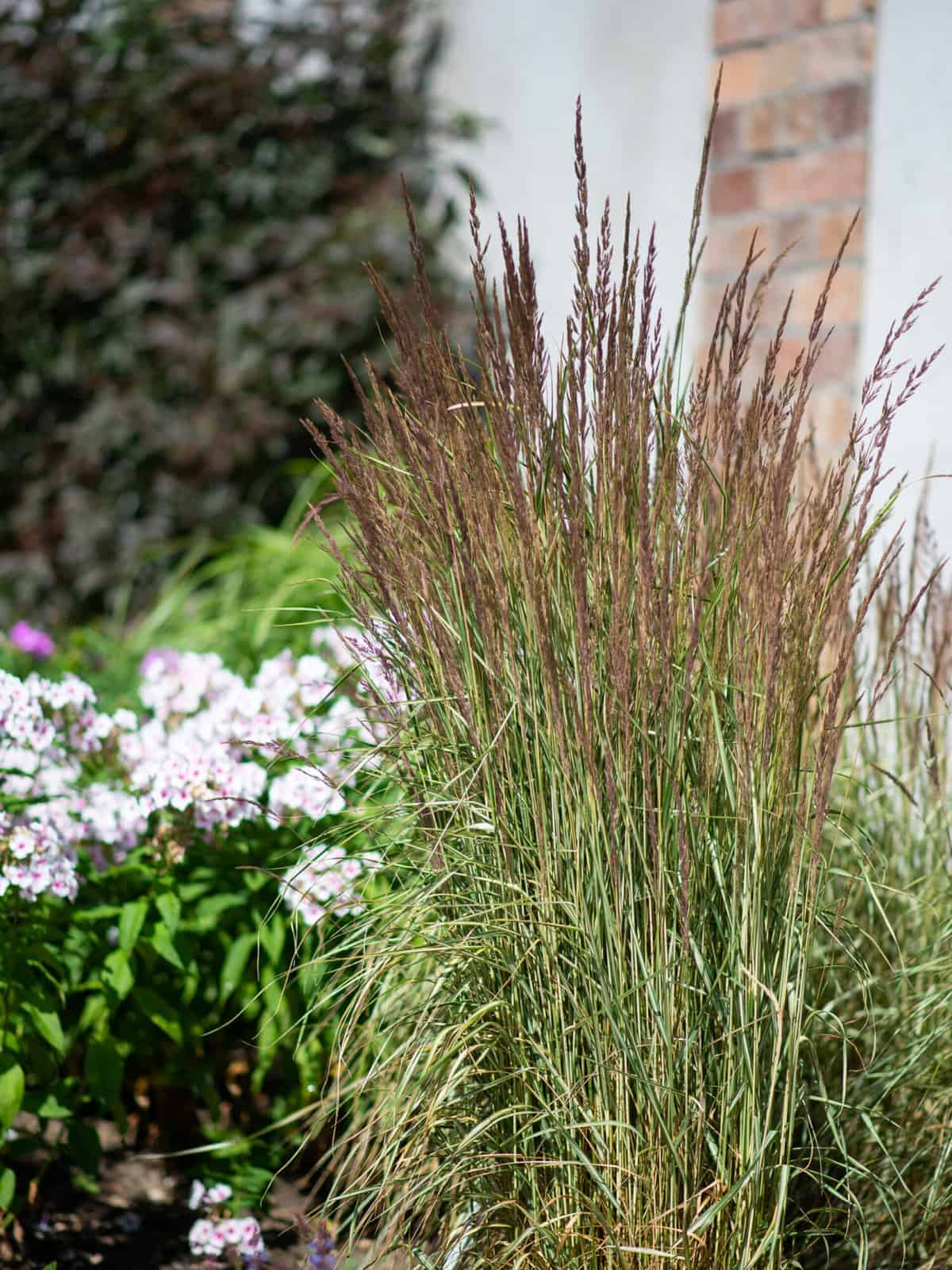 Calamagrostis x acutiflora