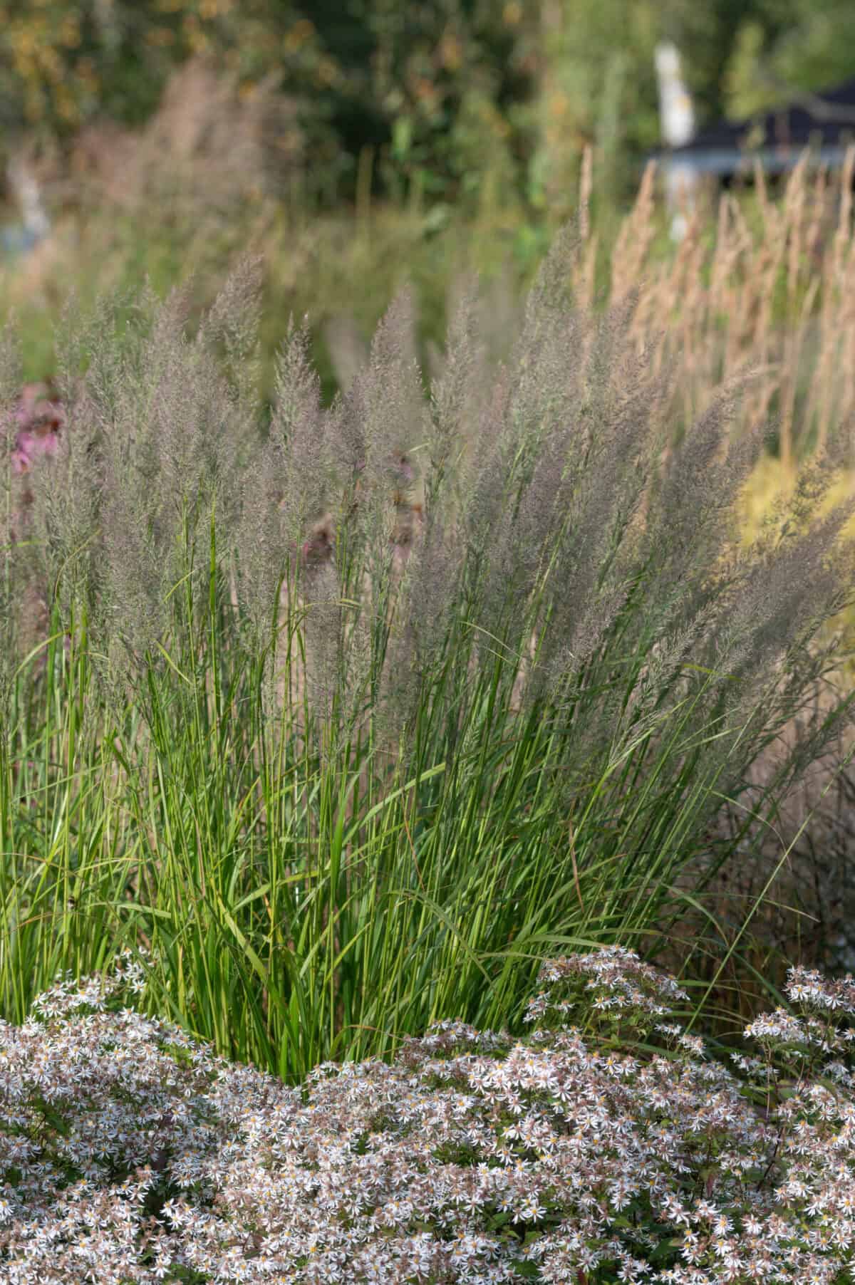 Calamagrostis brachytricha