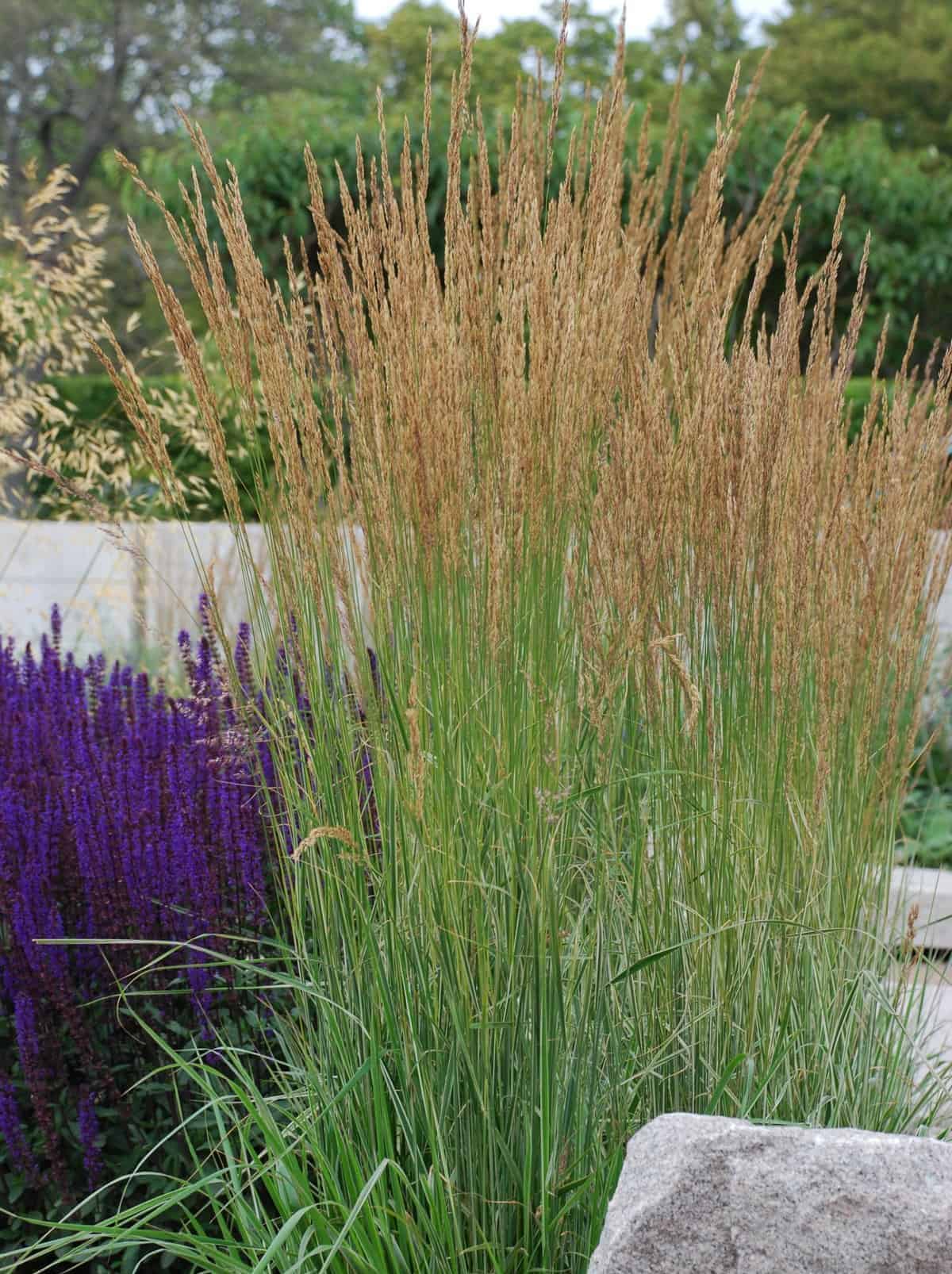 Calamagrostis