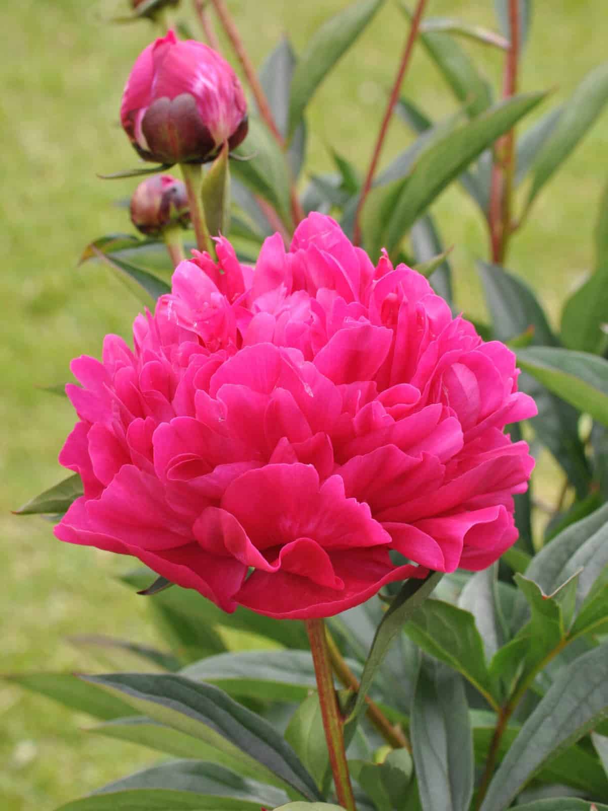 Paeonia