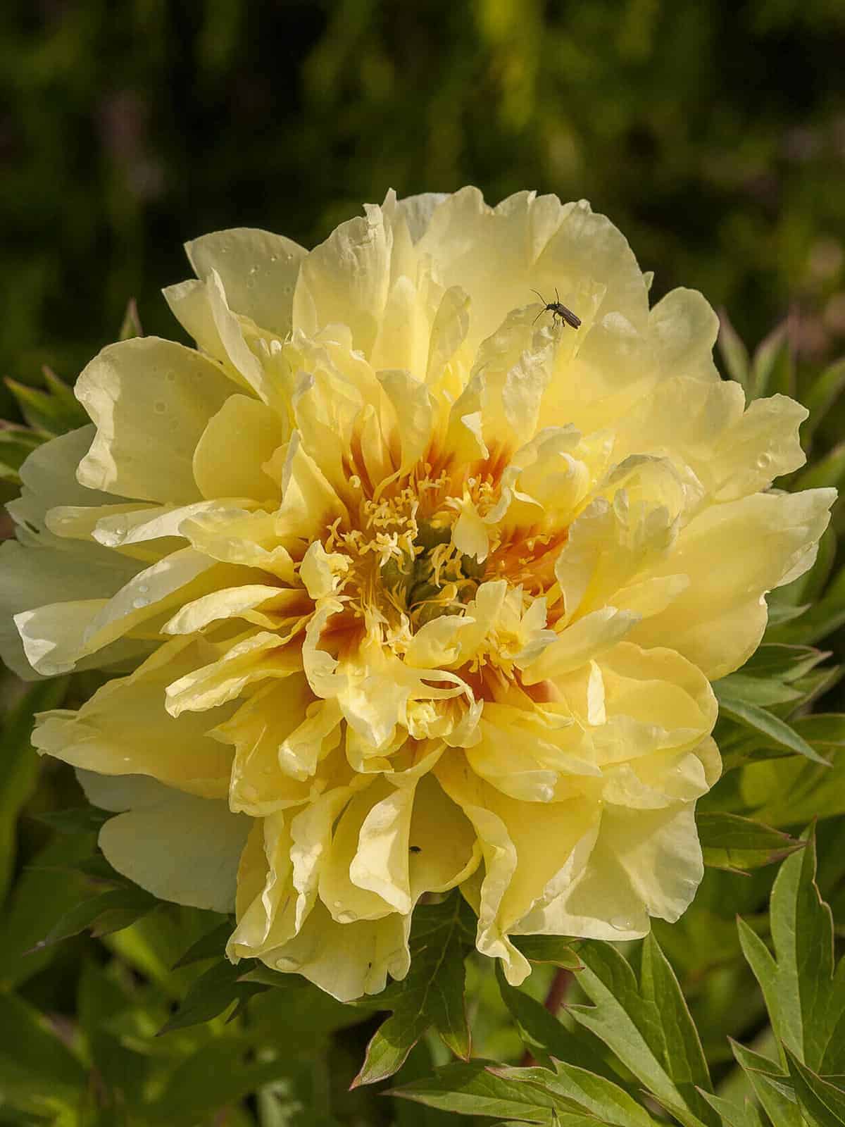Paeonia ITOH