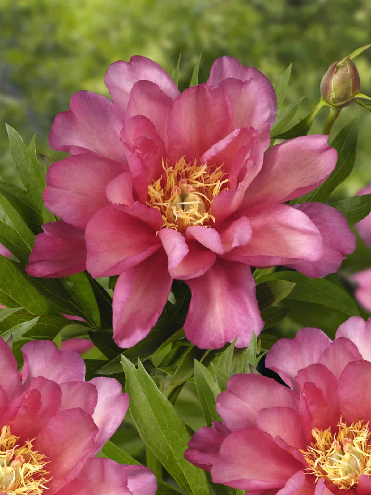 Paeonia ITOH