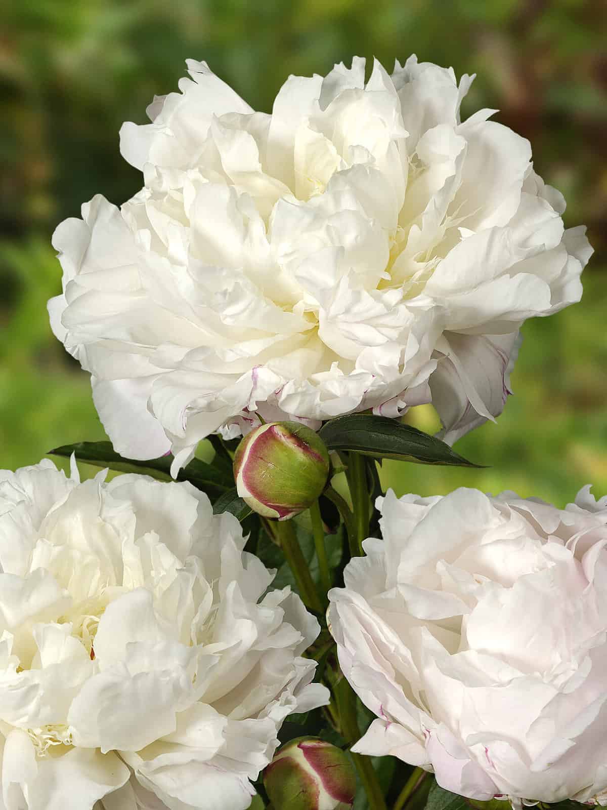 Paeonia