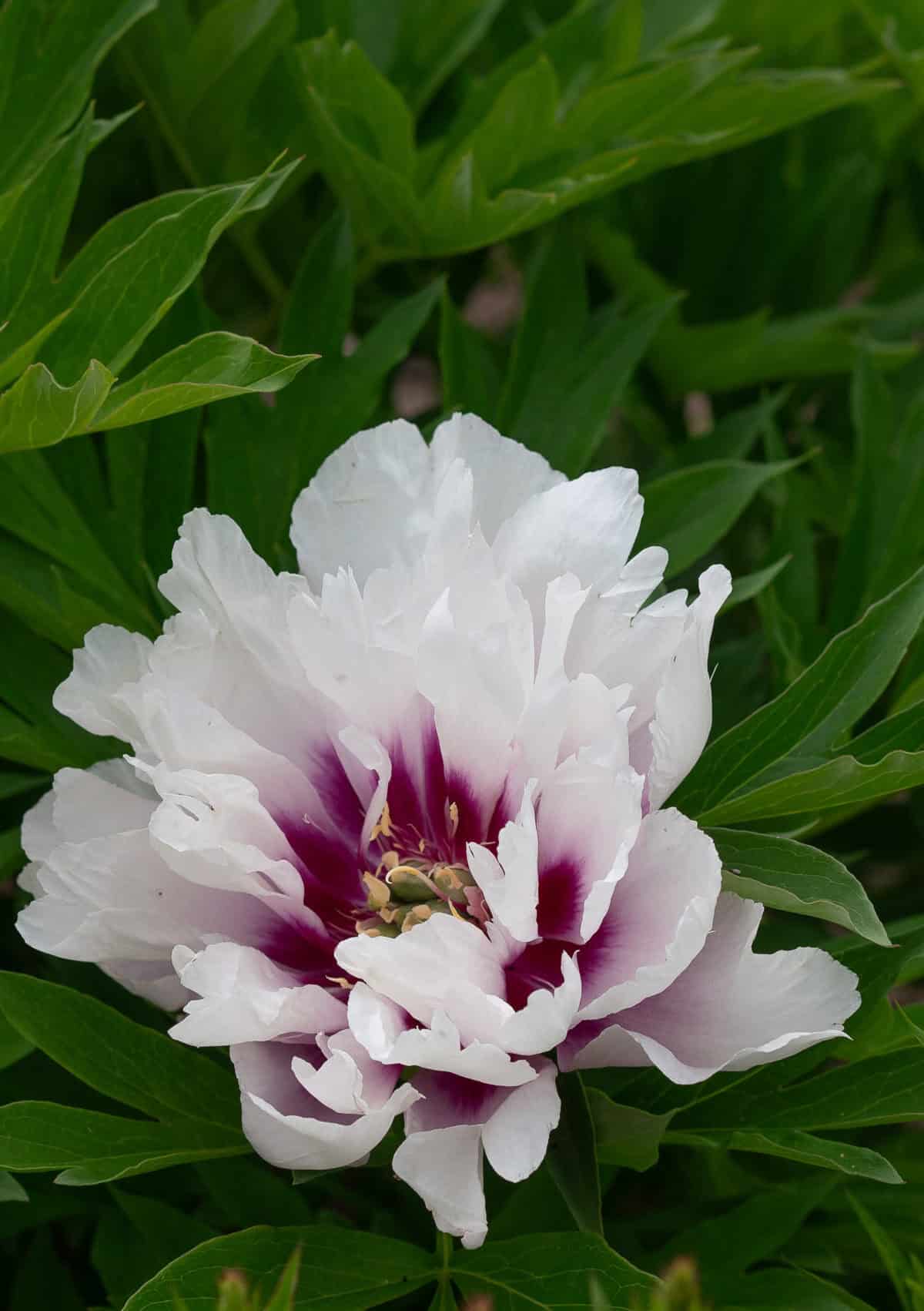 Paeonia ITOH 'Cora Luise'