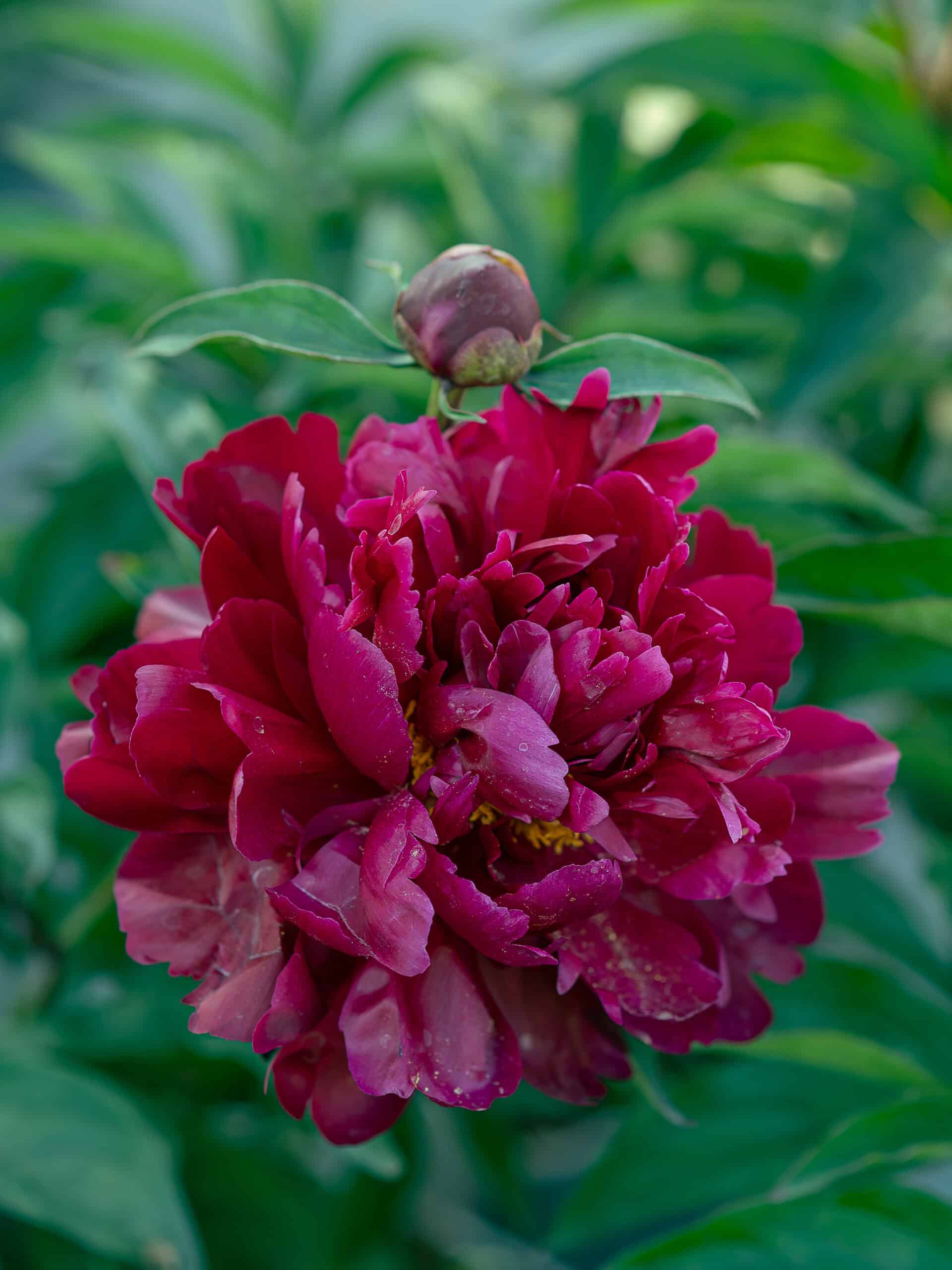 Paeonia Peter Brand