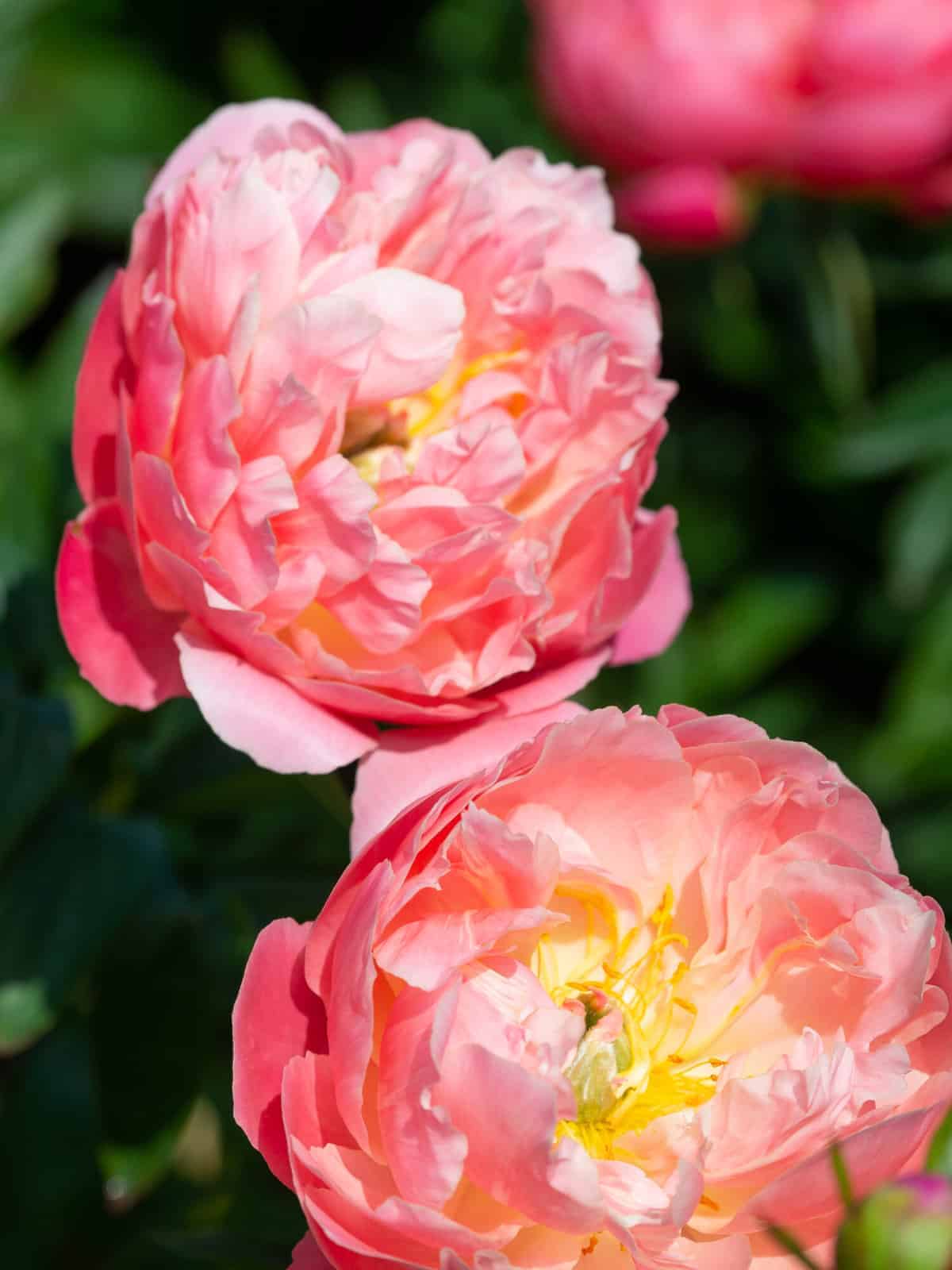 Paeonia