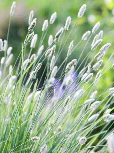 Sesleria