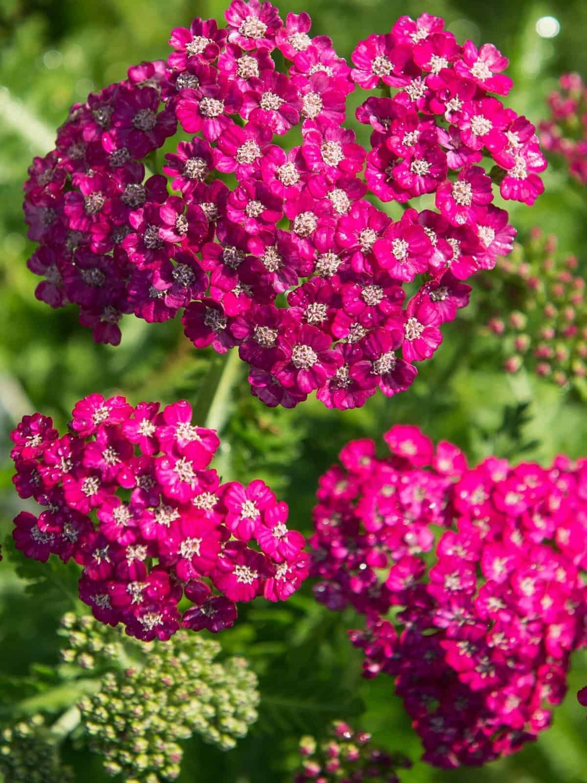 Achillea