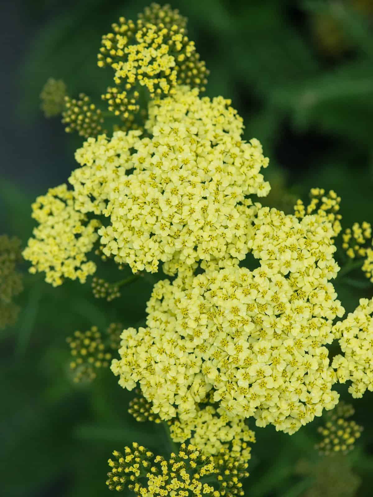 Achillea