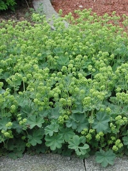 Alchemilla erythropoda