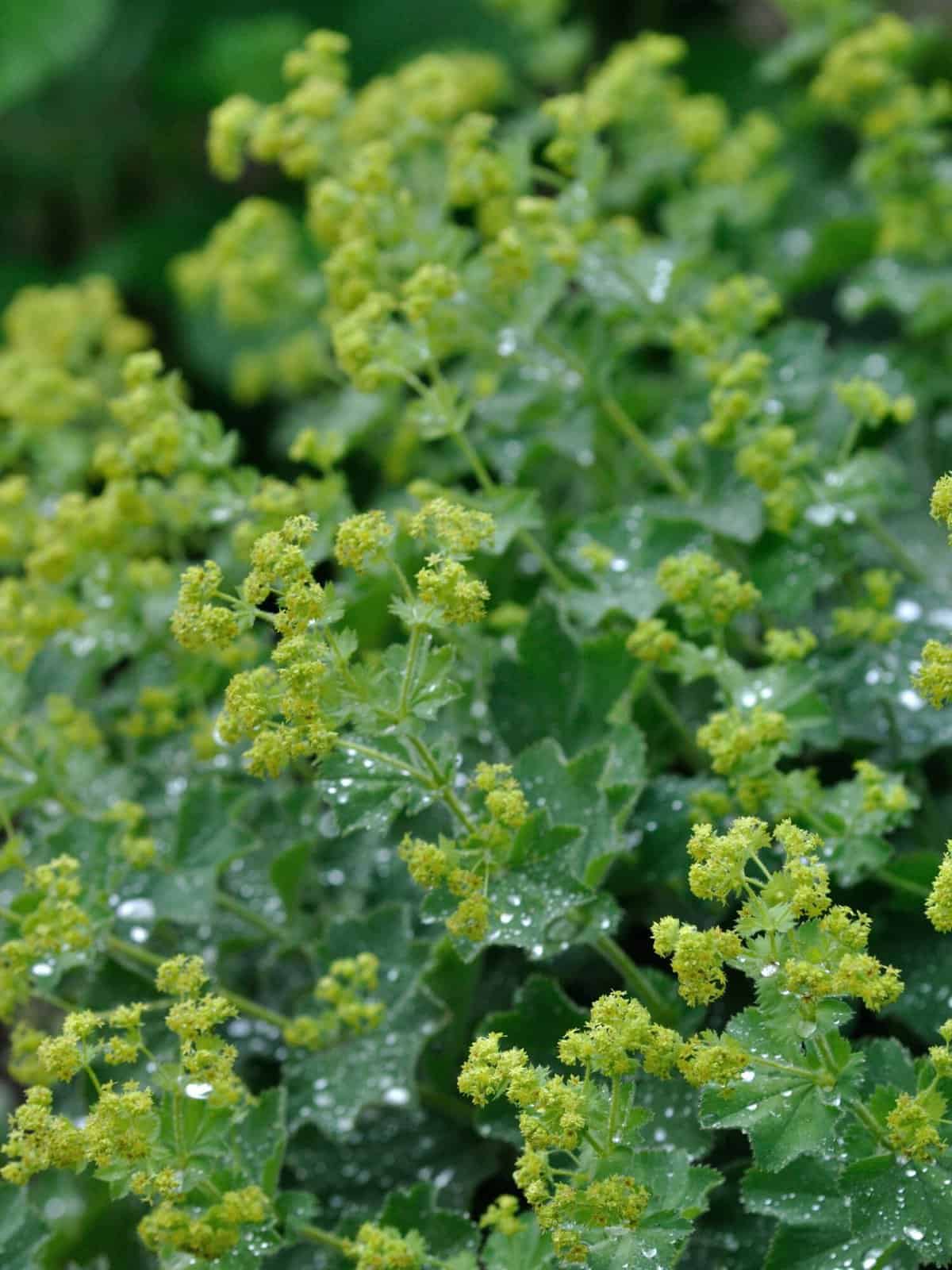 Alchemilla