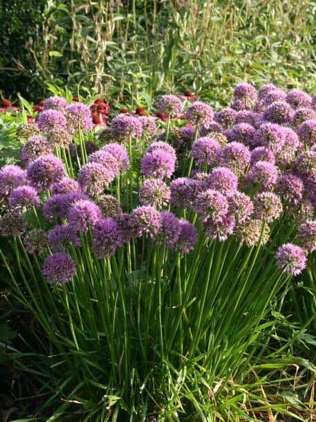 Allium senescens