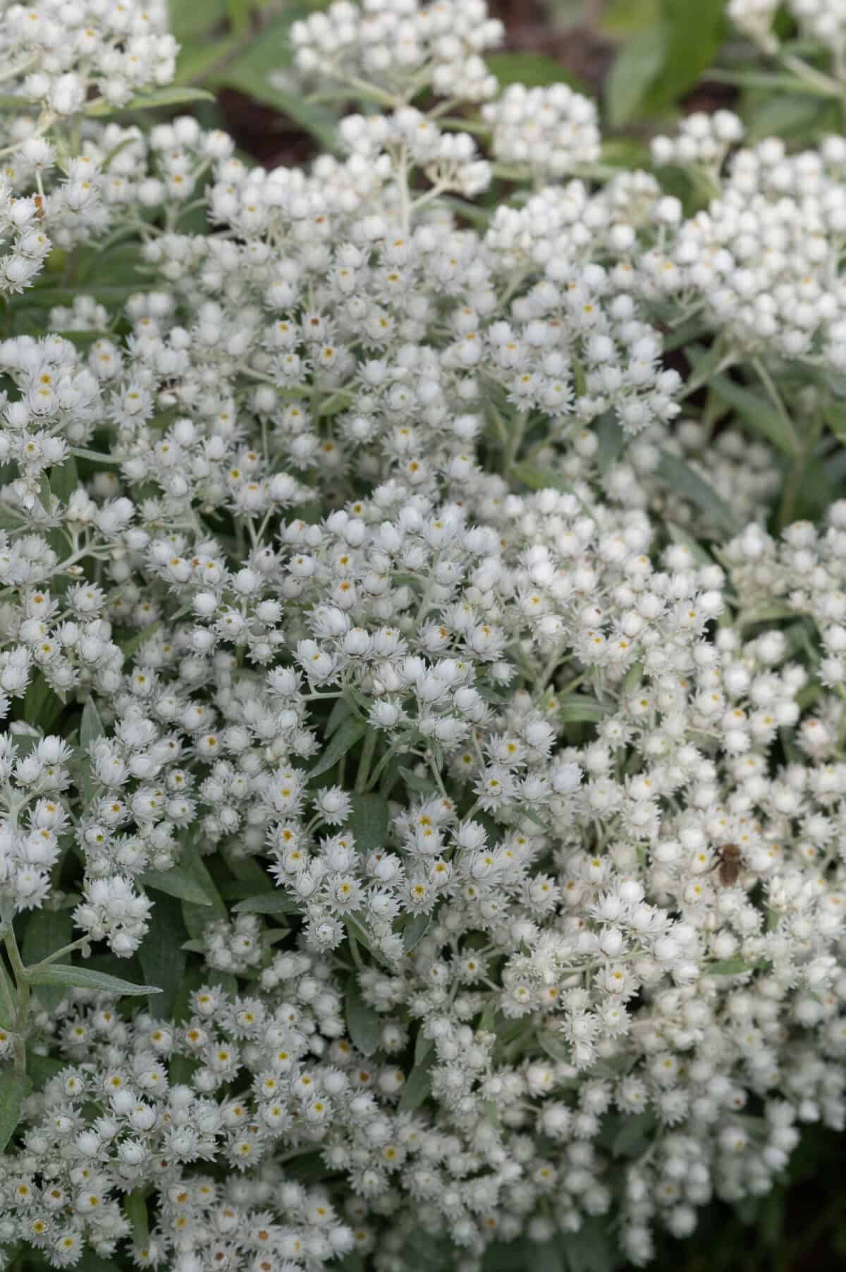 Anaphalis triplinervis