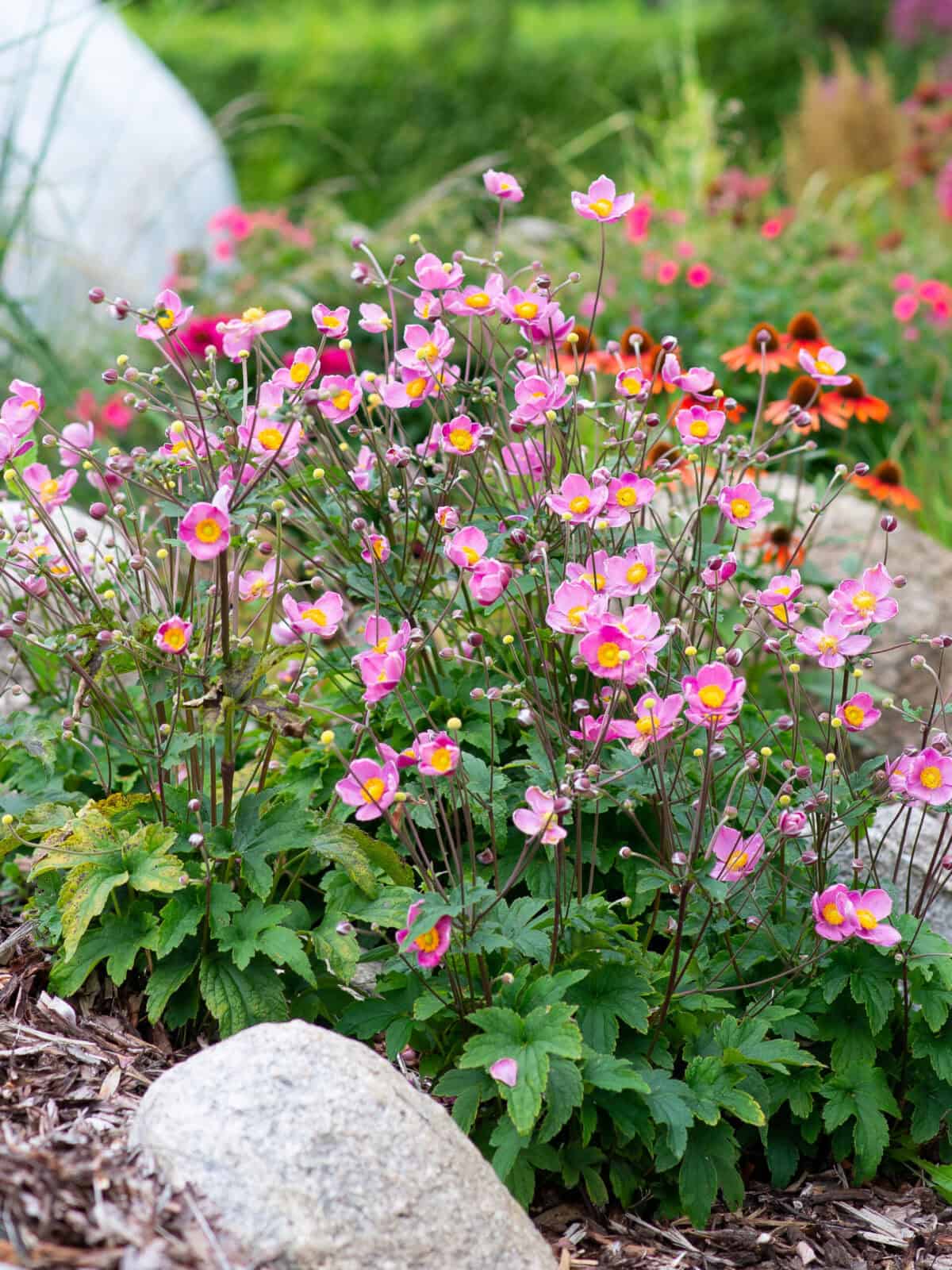 Anemone 'Fantasy Jasmine'