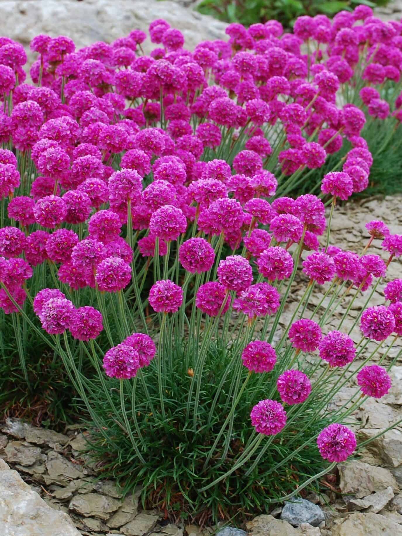 Armeria