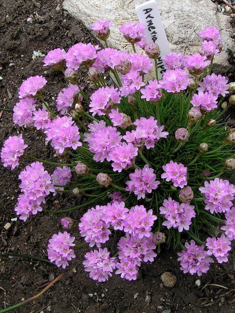 Armeria juniperifolia