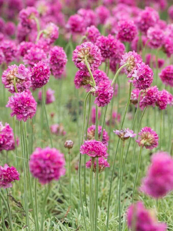 Armeria maritima 'Nifty Thrifty'