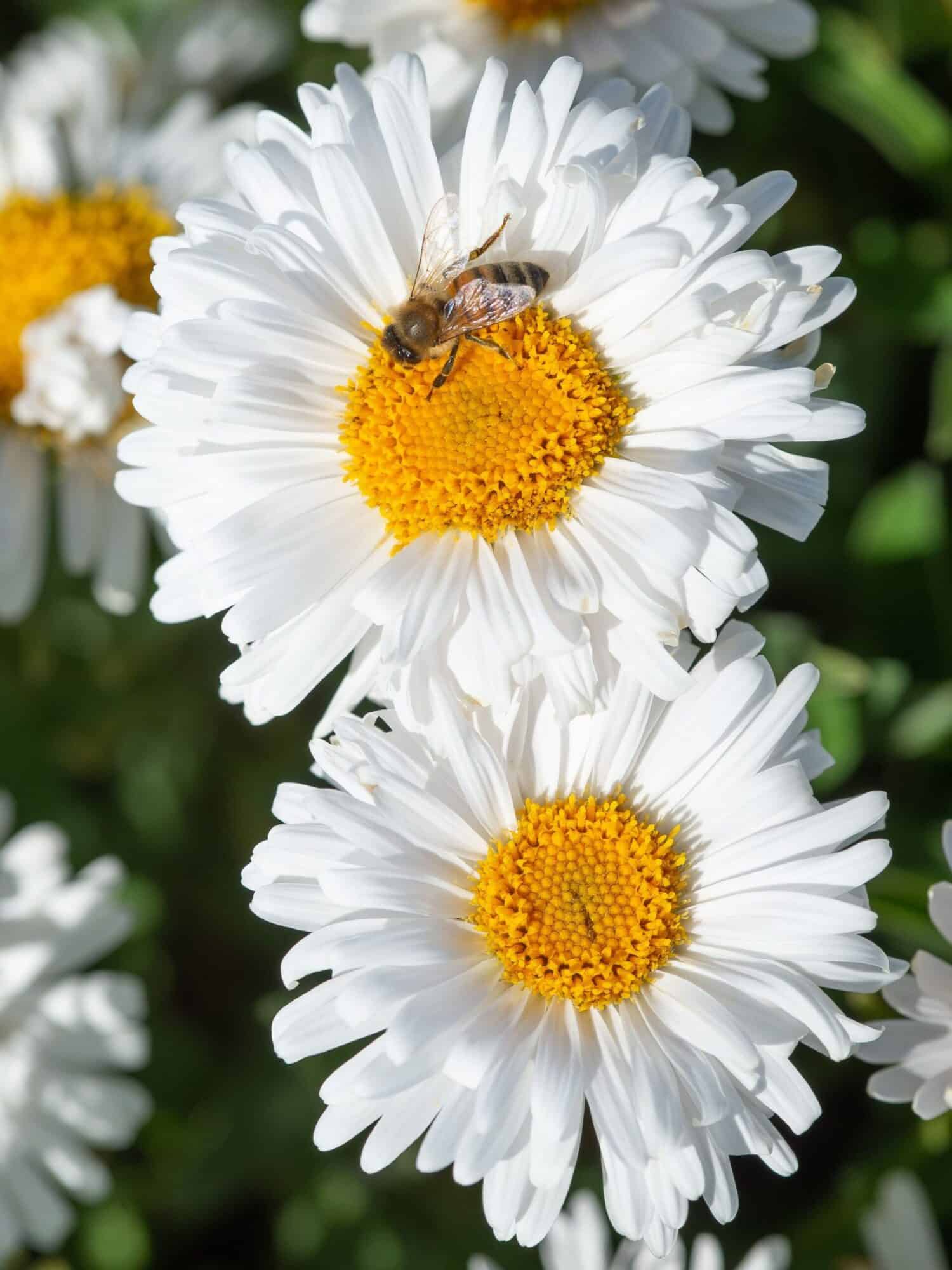 Aster alpinus