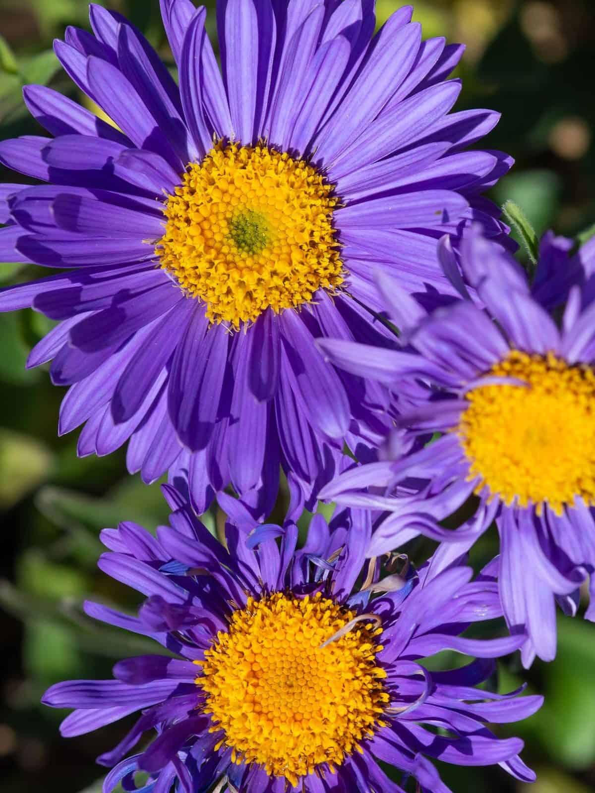 Aster alpinus