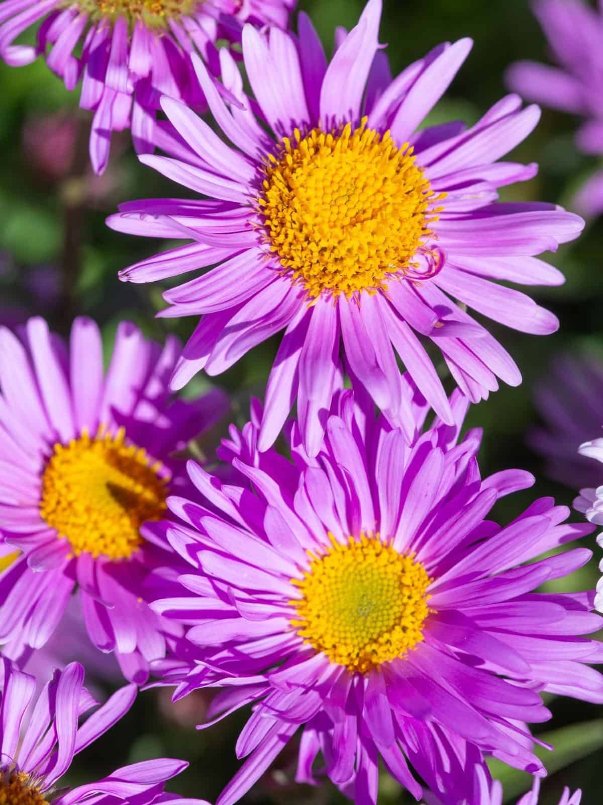 Aster alpinus