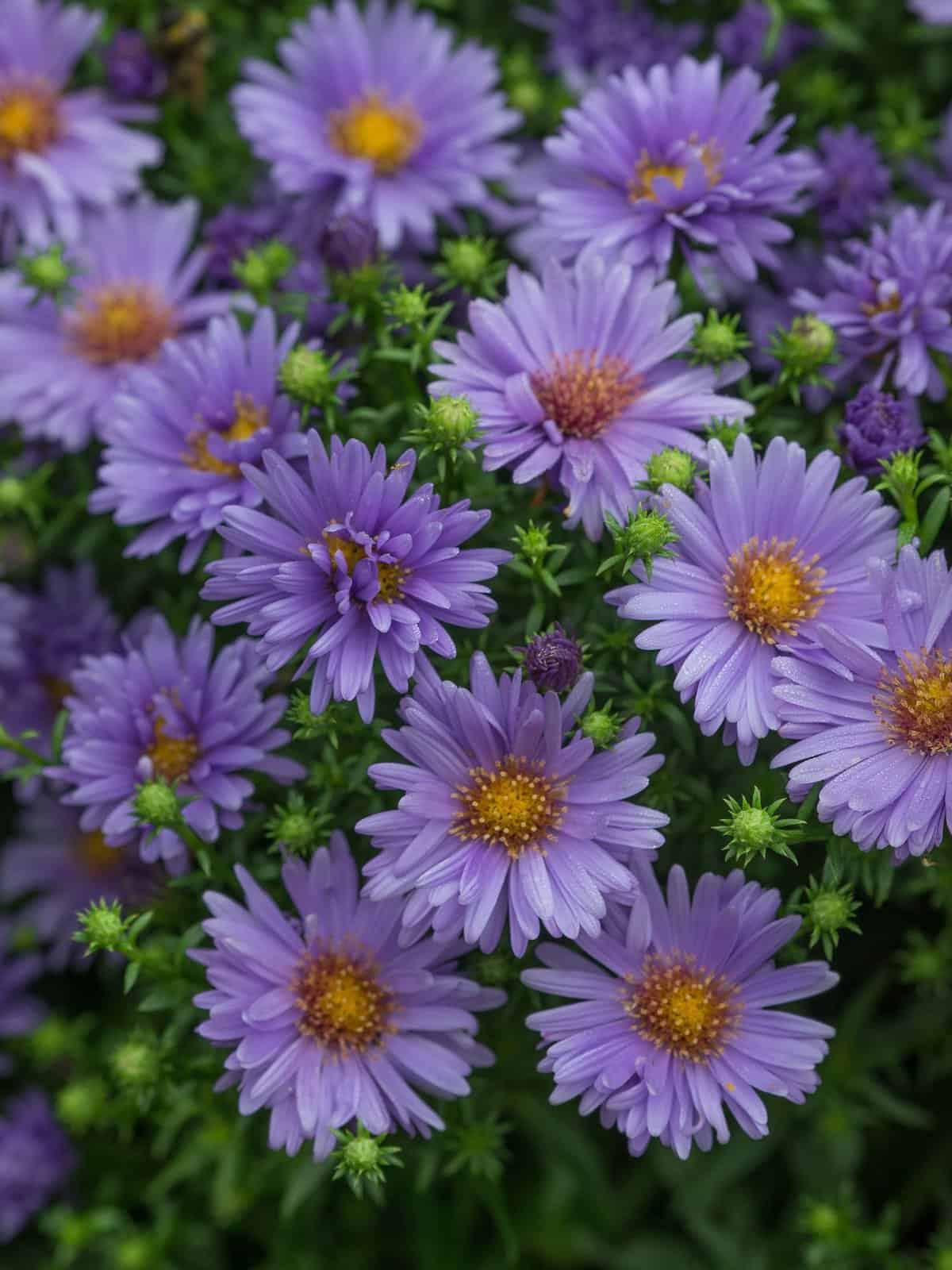 Aster