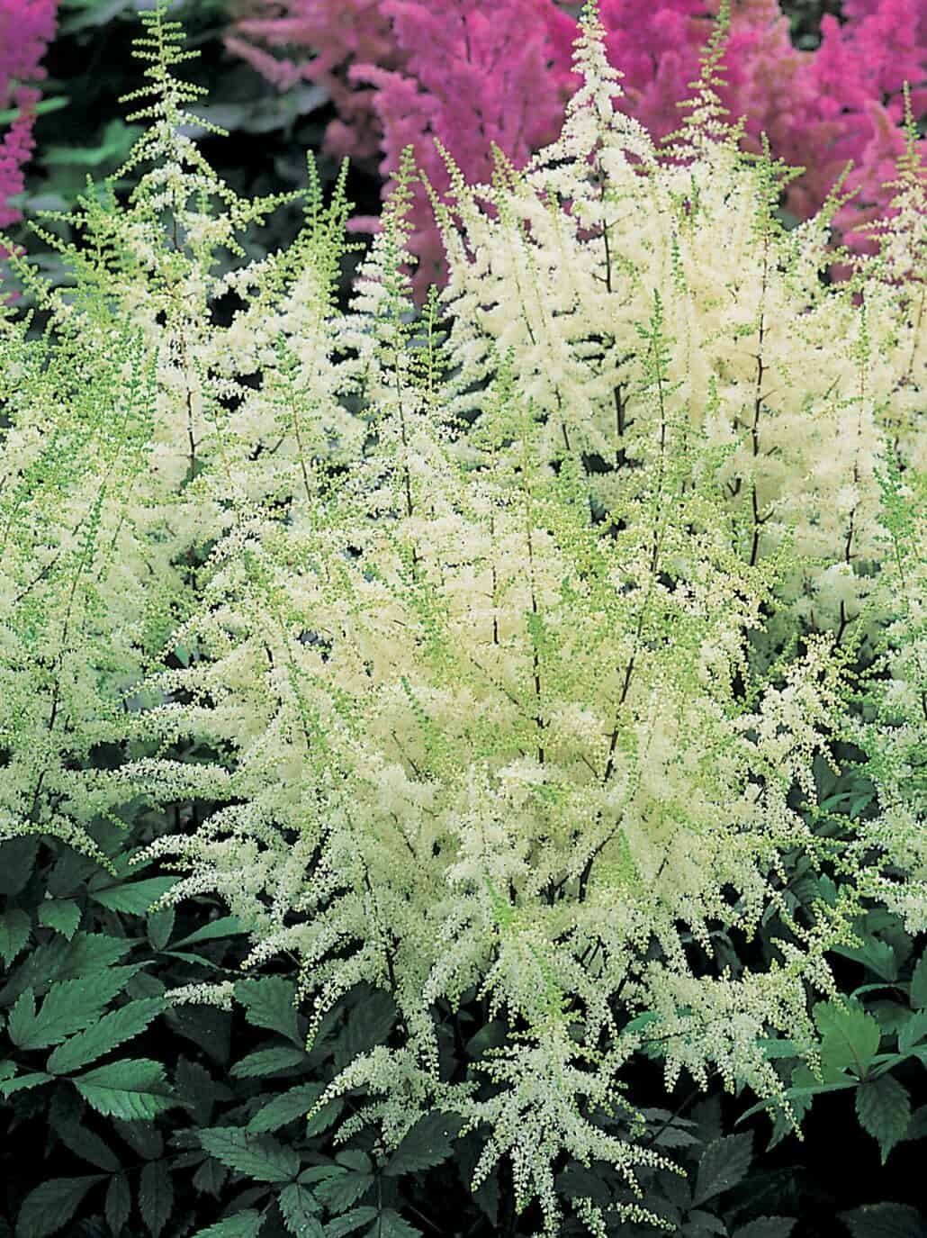 Astilbe 'Ellie'