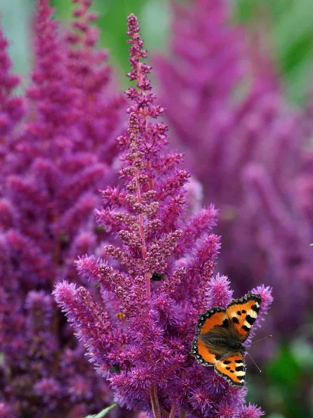 Astilbe