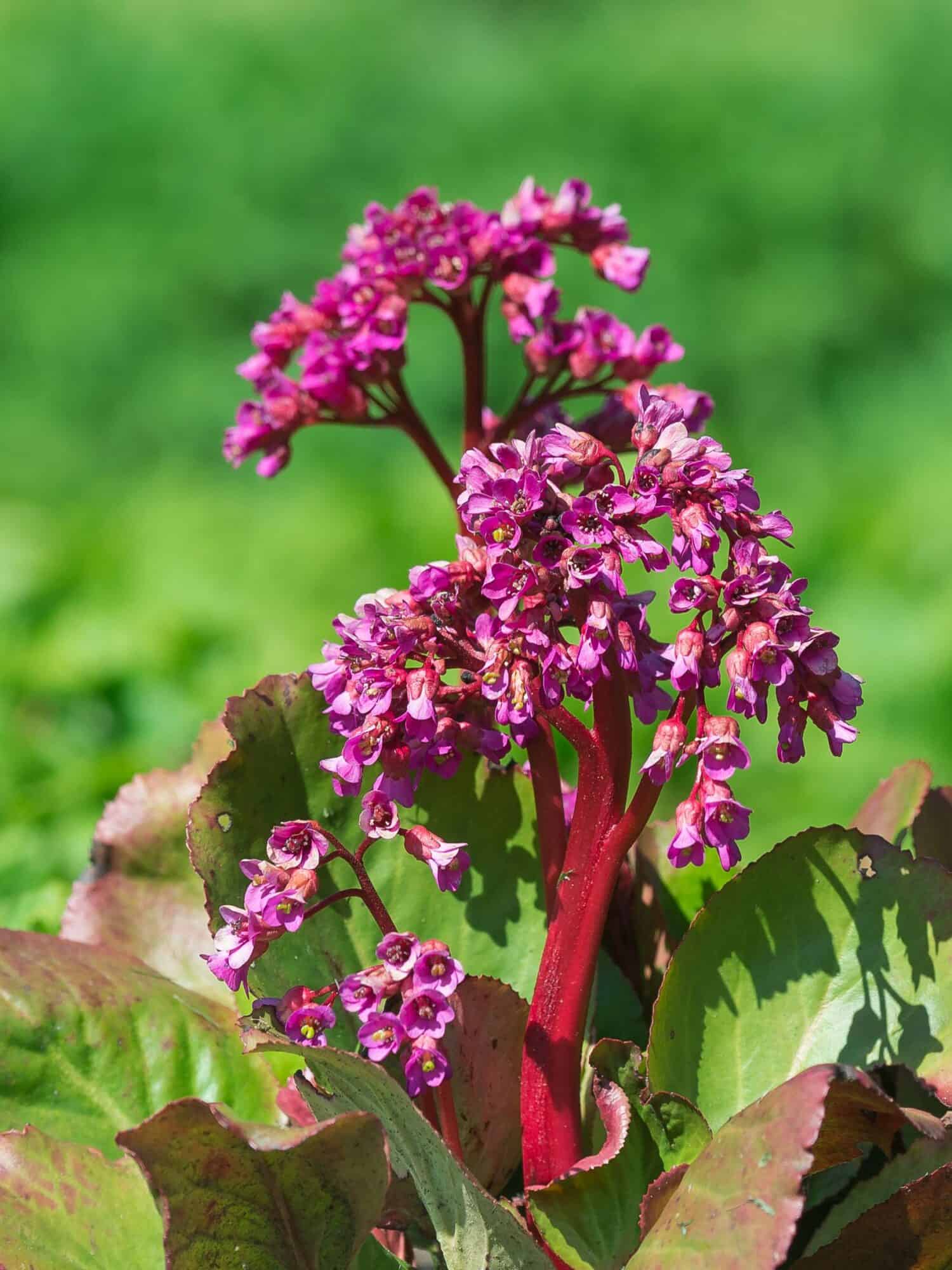 Bergenia