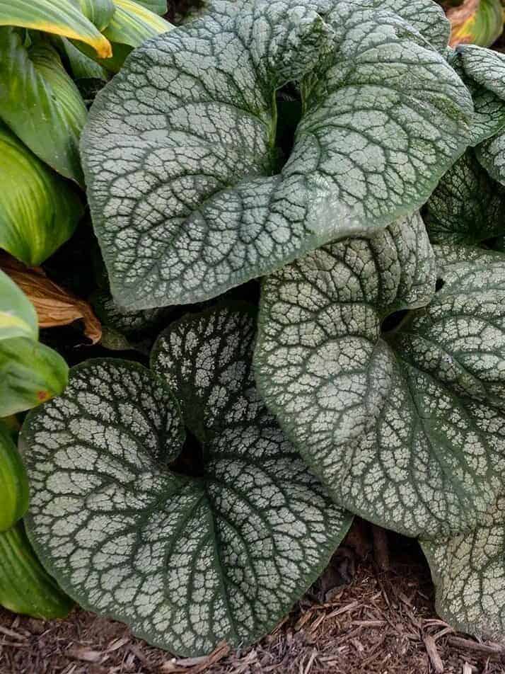 Brunnera macrophylla