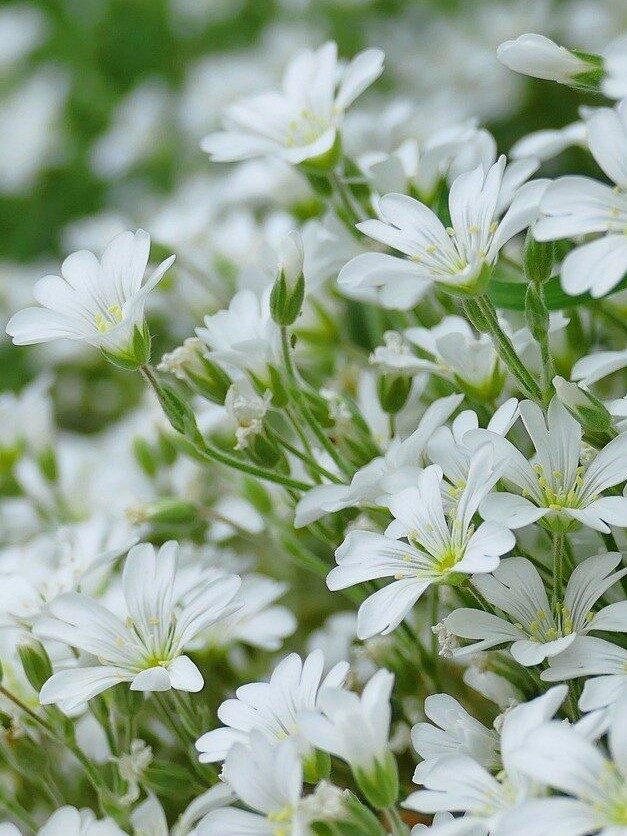 Cerastium tomentosum