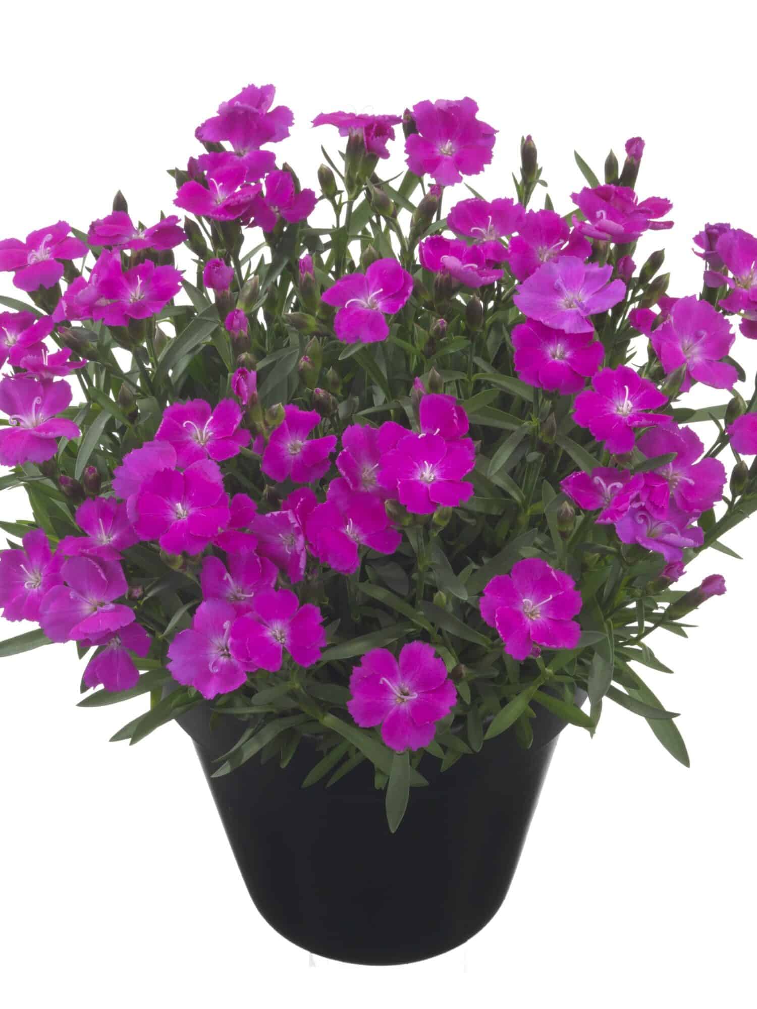 Tootepilt, Dianthus