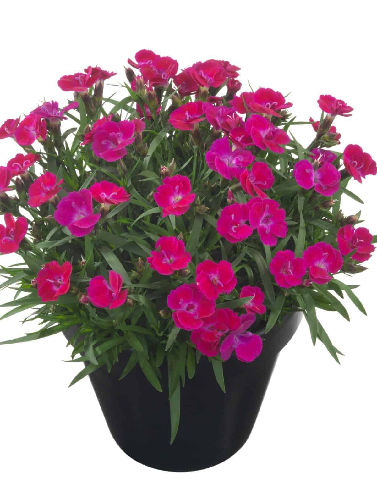 Tootepilt, Dianthus