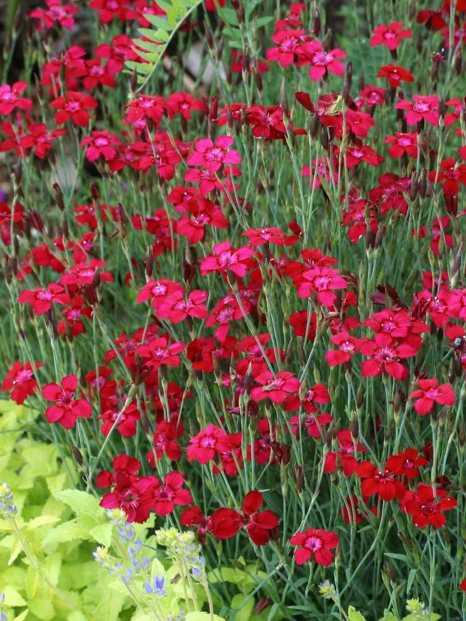 Dianthus deltoides
