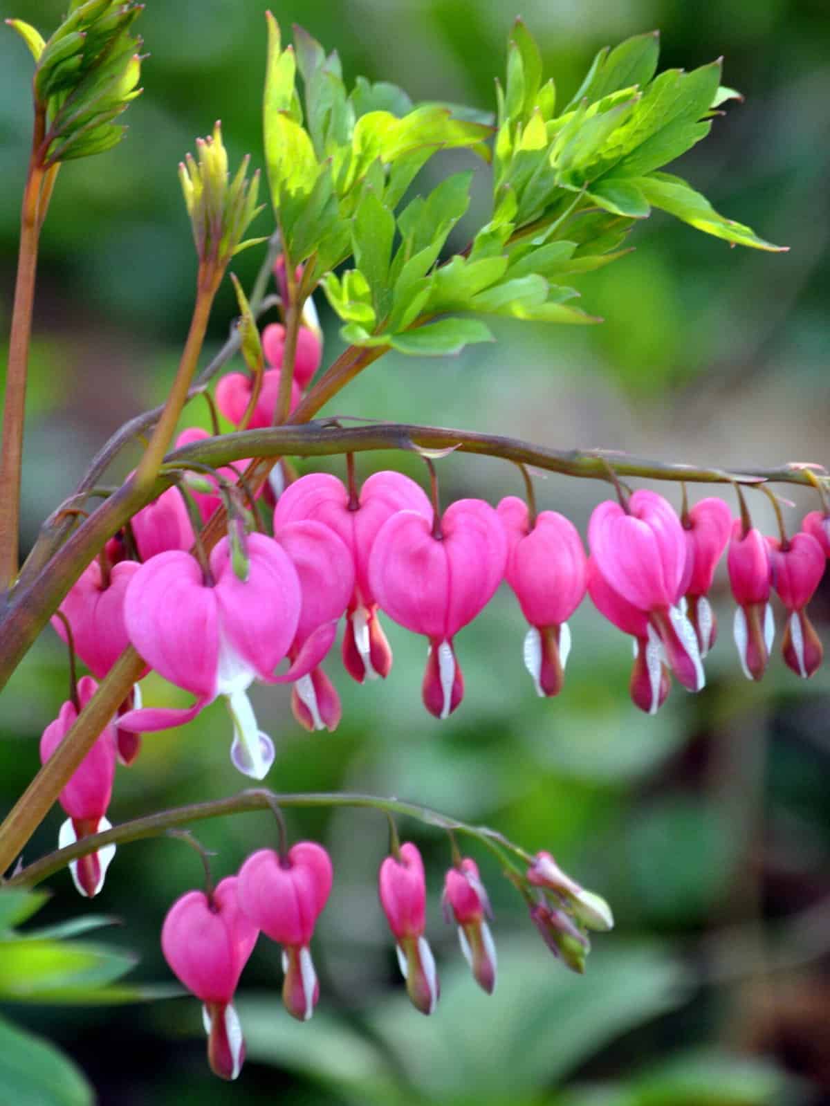 Dicentra