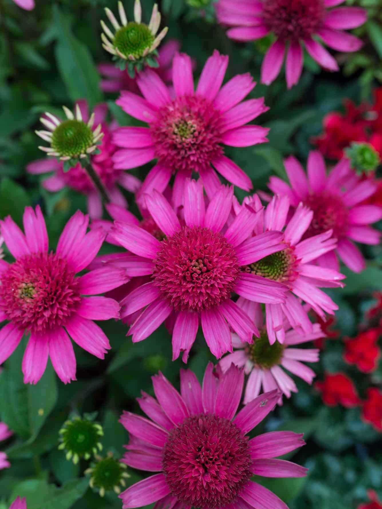 Echinacea