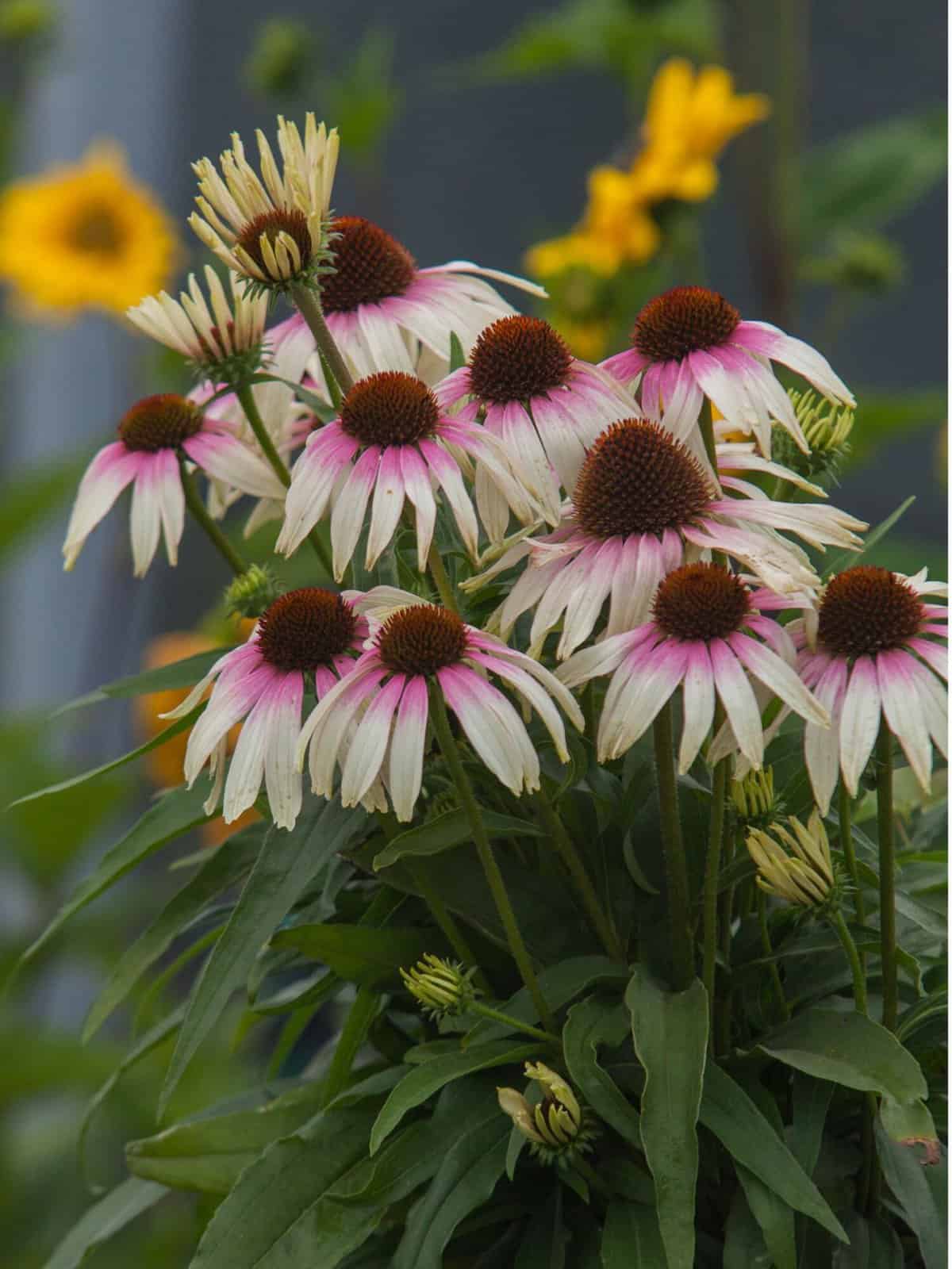 Echinacea