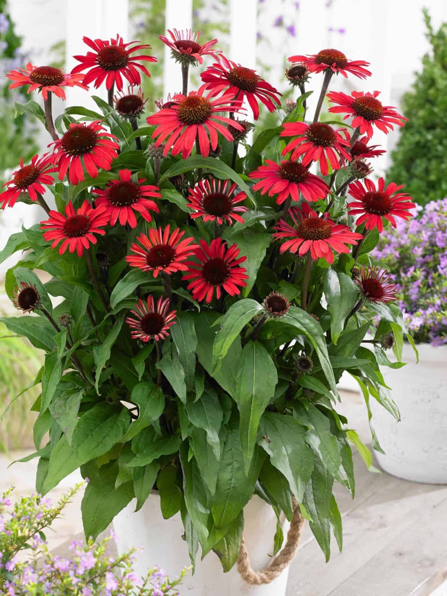 Echinacea