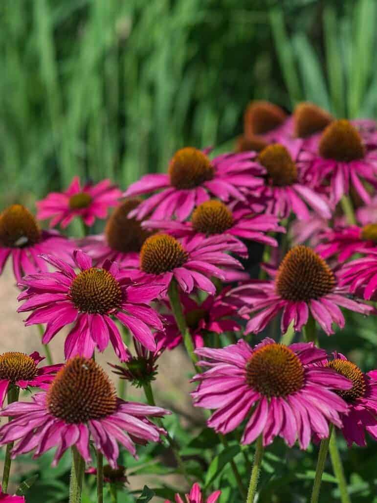 Echinacea