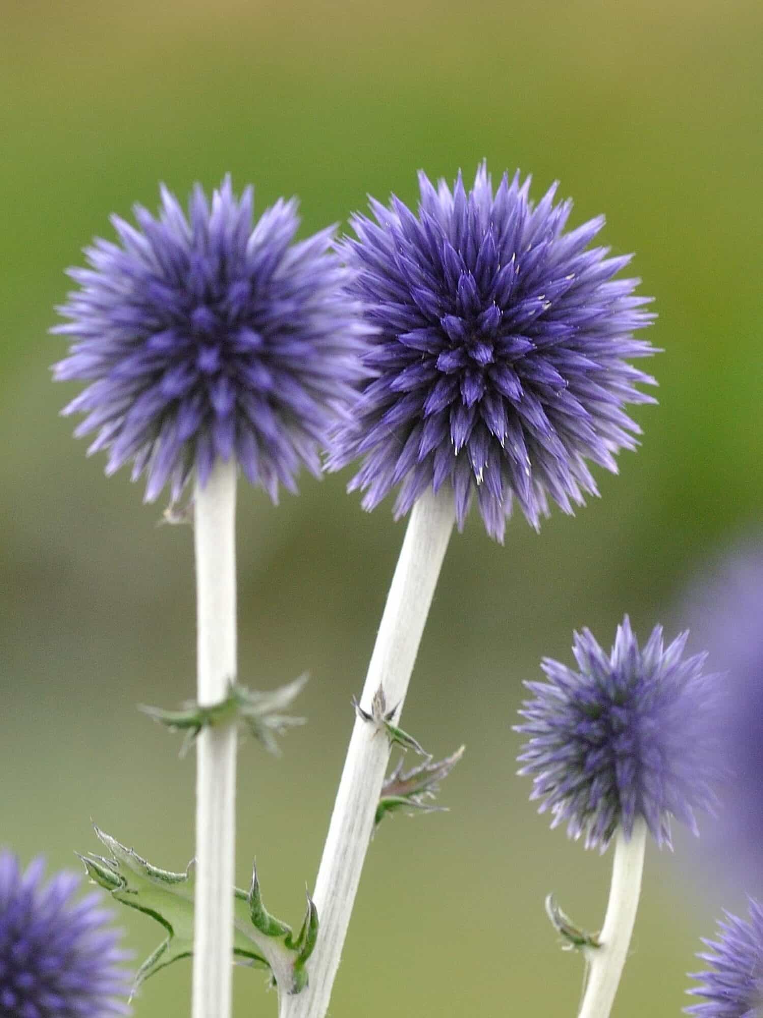 Echinops