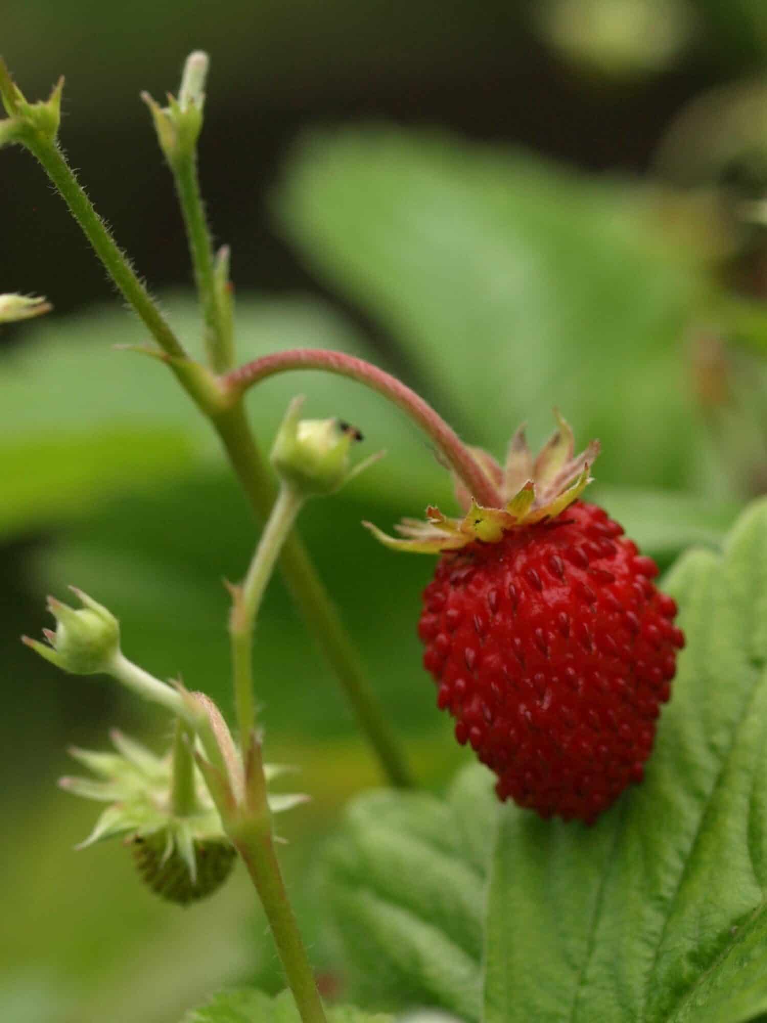 Fragaria
