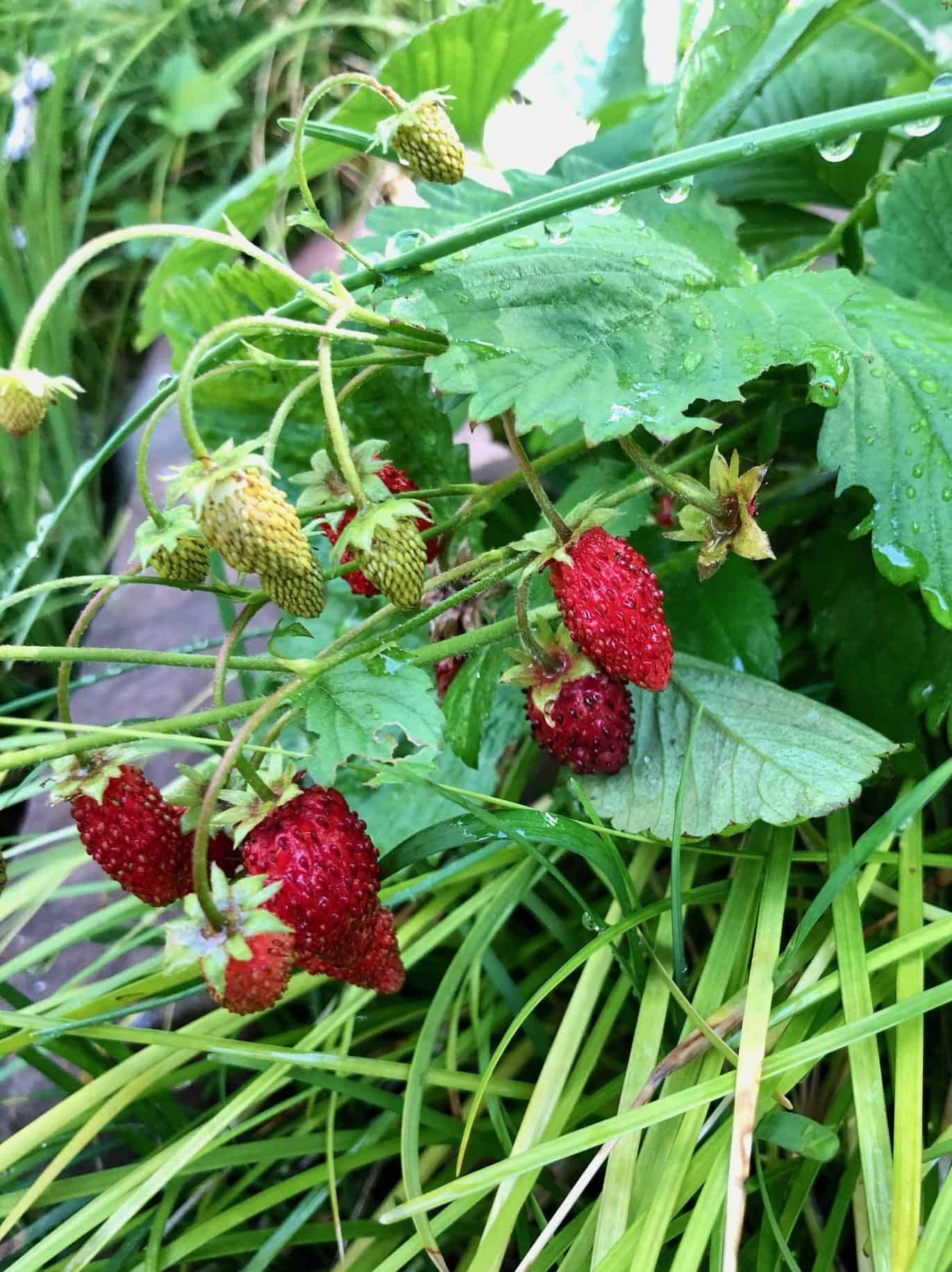 Fragaria vesca