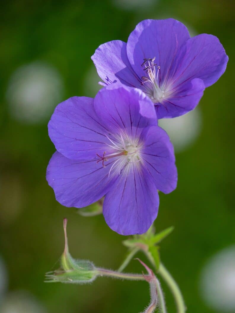 Geranium
