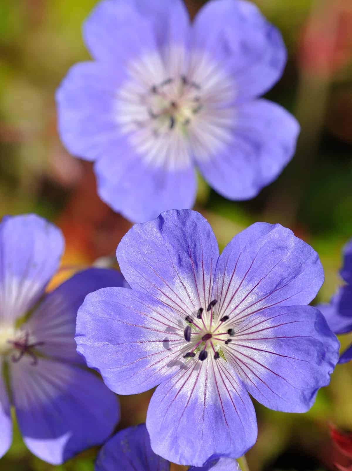 Geranium