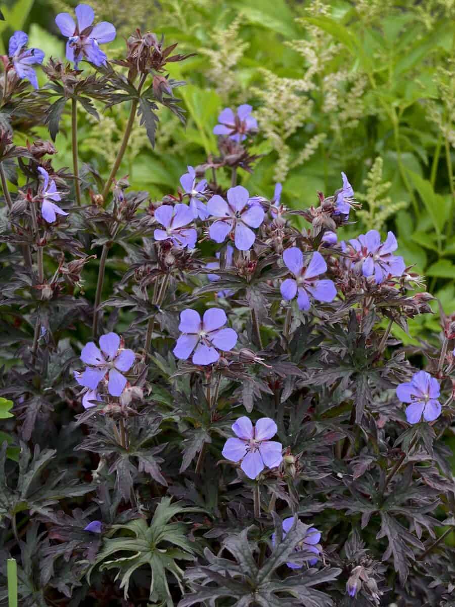 Geranium pratense