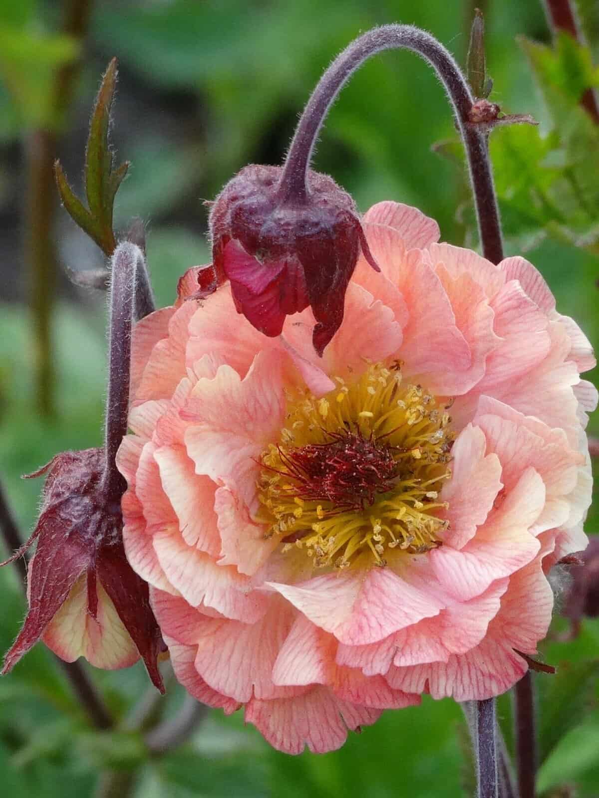 Geum