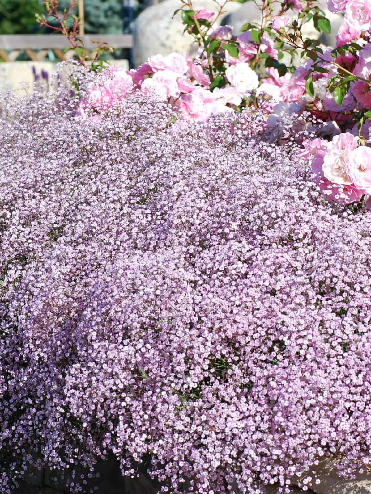 Gypsophila