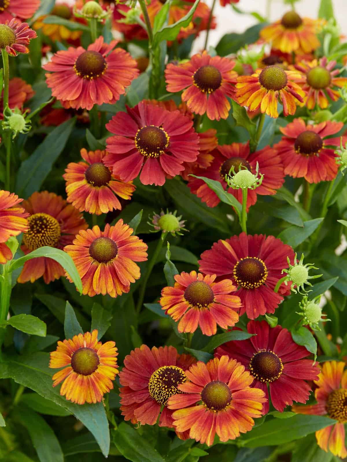 Helenium