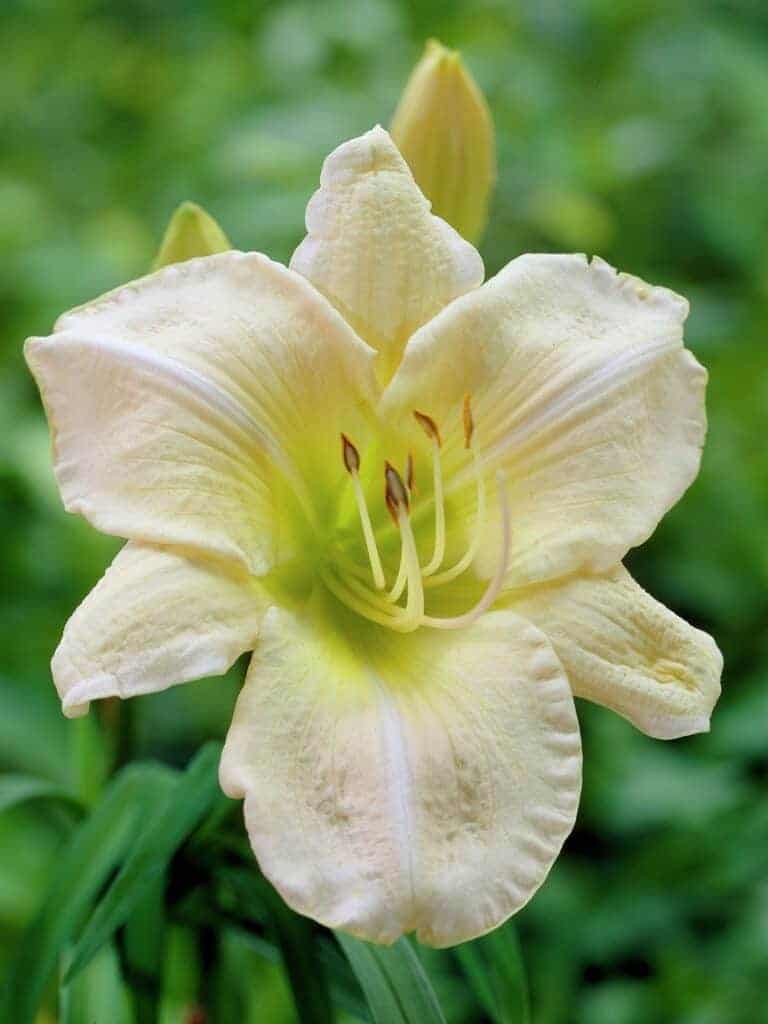 Hemerocallis