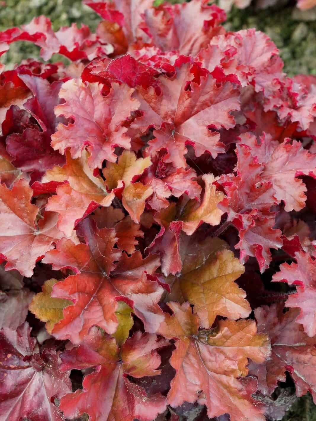 Heuchera